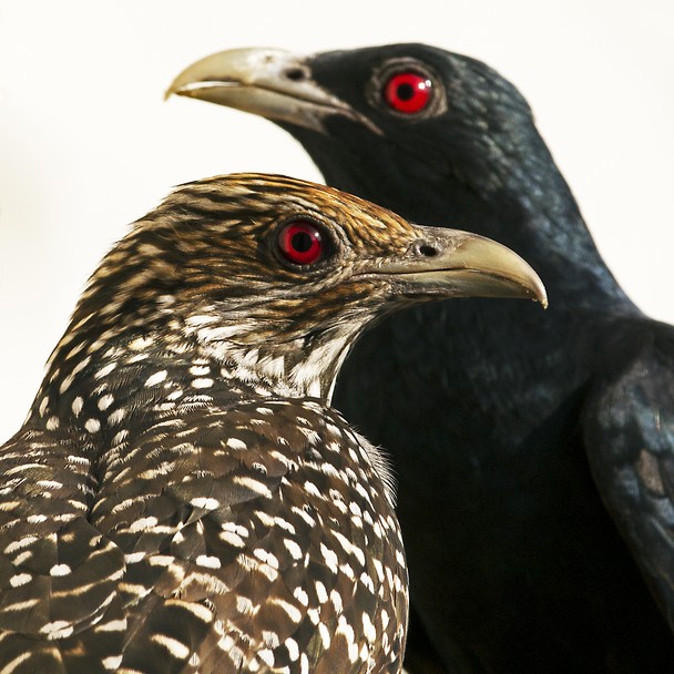 Eastern-Koel-pair-Yadunandan-Pujara.jpg