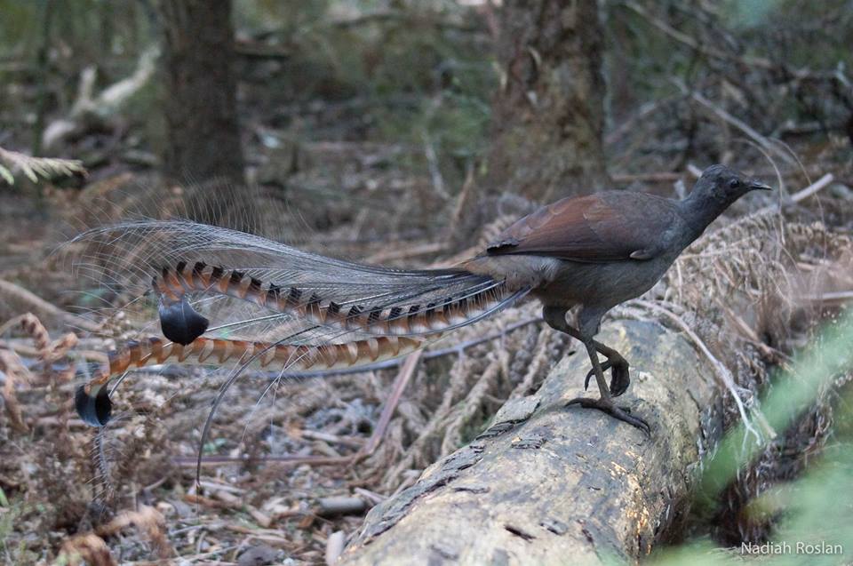 Superb Lyrebird - ClimateWatch Australia- Citizen Science App