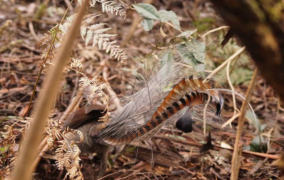 Superb Lyrebird - ClimateWatch Australia- Citizen Science App