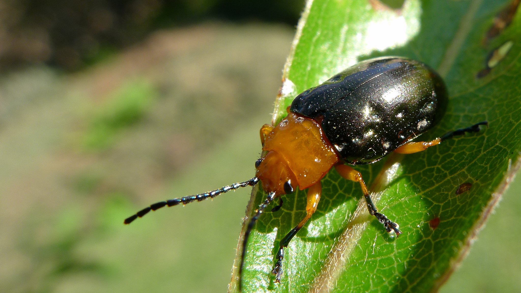 Leaf Beetles ClimateWatch Australia Citizen Science App