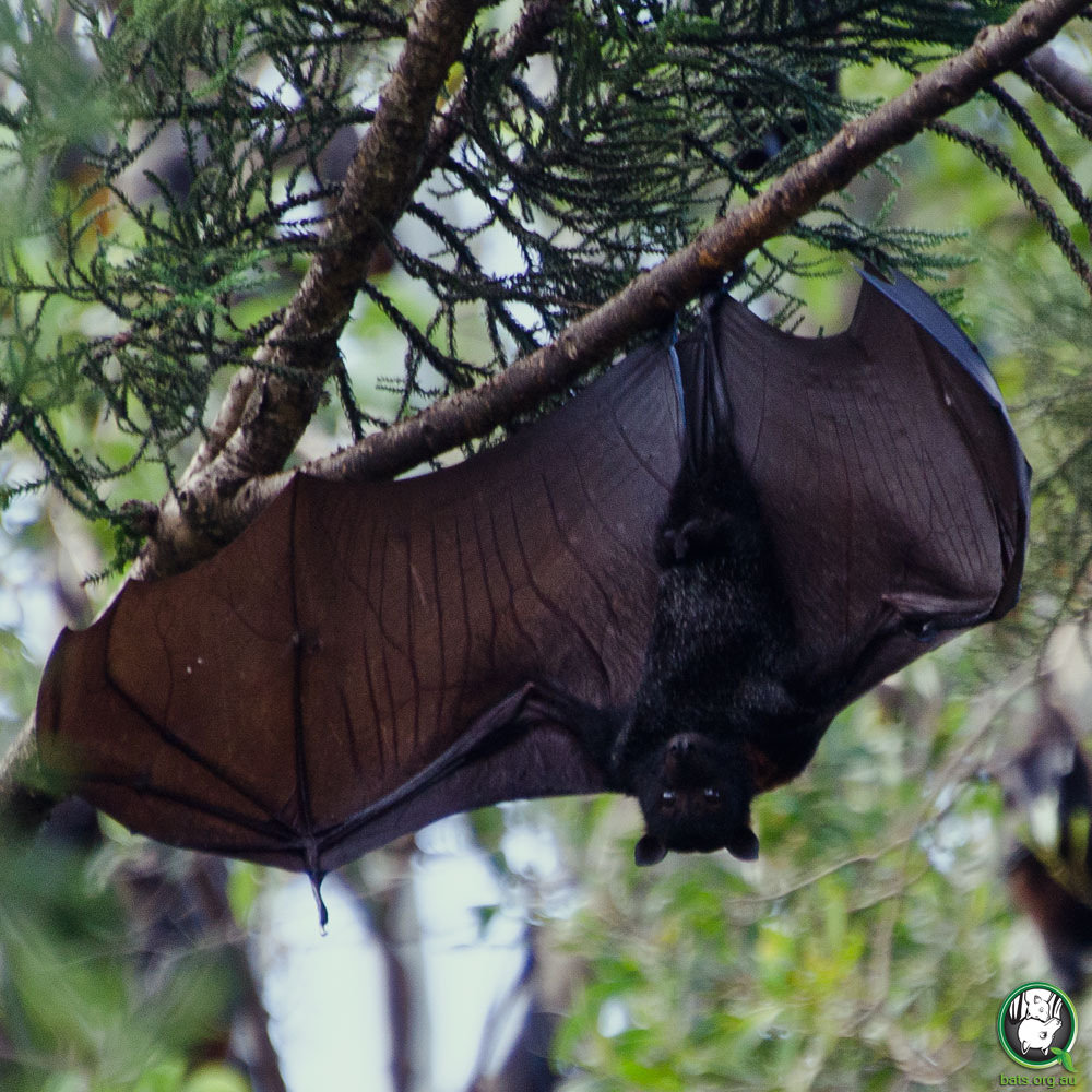 Black Flying Fox Climatewatch Australia Citizen Science App