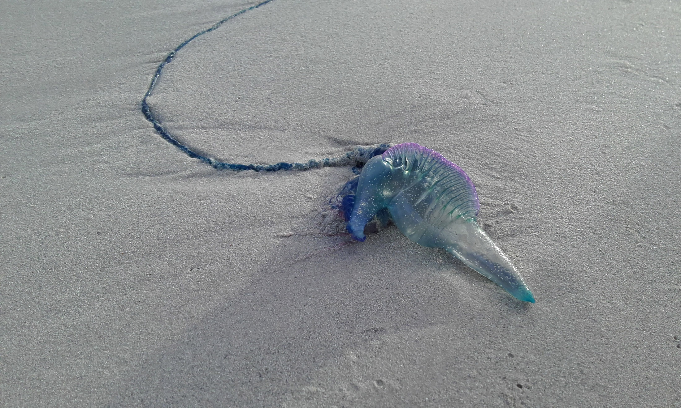 https://www.climatewatch.org.au/images/Species/Marine/BlueBottle/Blue-Bottle-Natasha-Lutz-sm.jpg