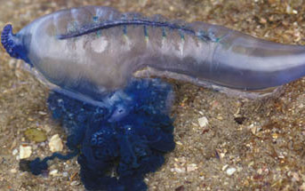 Blue Bottle - ClimateWatch Australia- Citizen Science App