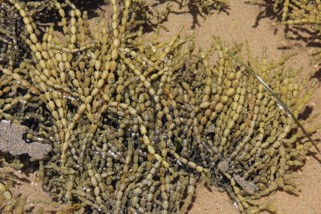 Neptune's necklace Hormosira banksii seaweed on the Kikoura peninsula of  South Island New Zealand looking like strings of bead necklaces Stock Photo  - Alamy