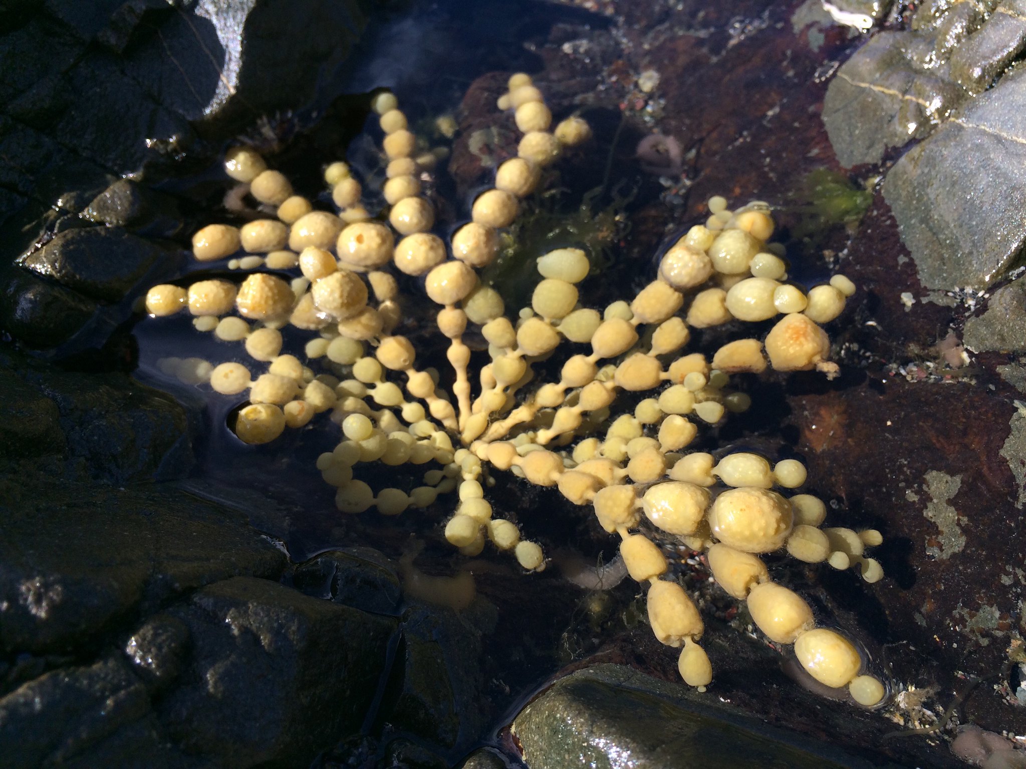 Neptune's Necklace Seaweed And Sea Anemones In Rock Pool