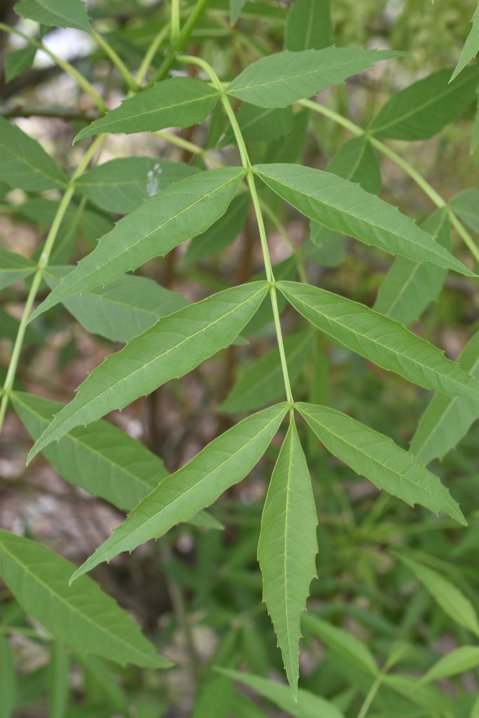 Ash Tree ClimateWatch Australia Citizen Science App