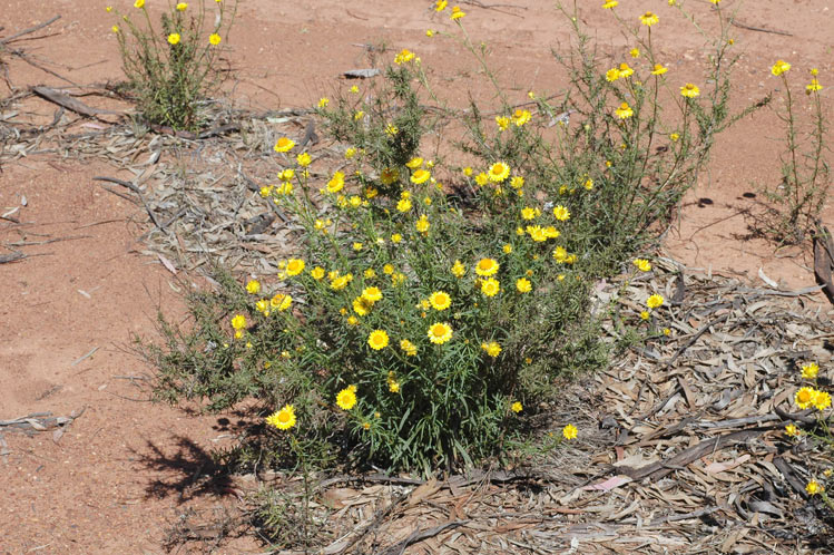 Species: WhatElse Image