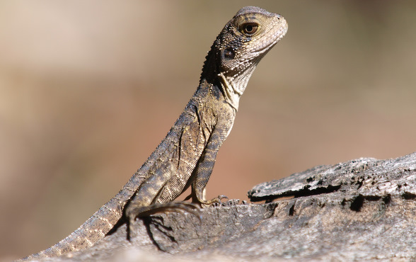 Australian Water Dragon - ClimateWatch Australia- Citizen Science App