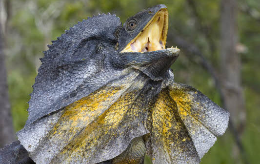 australian frilled lizards