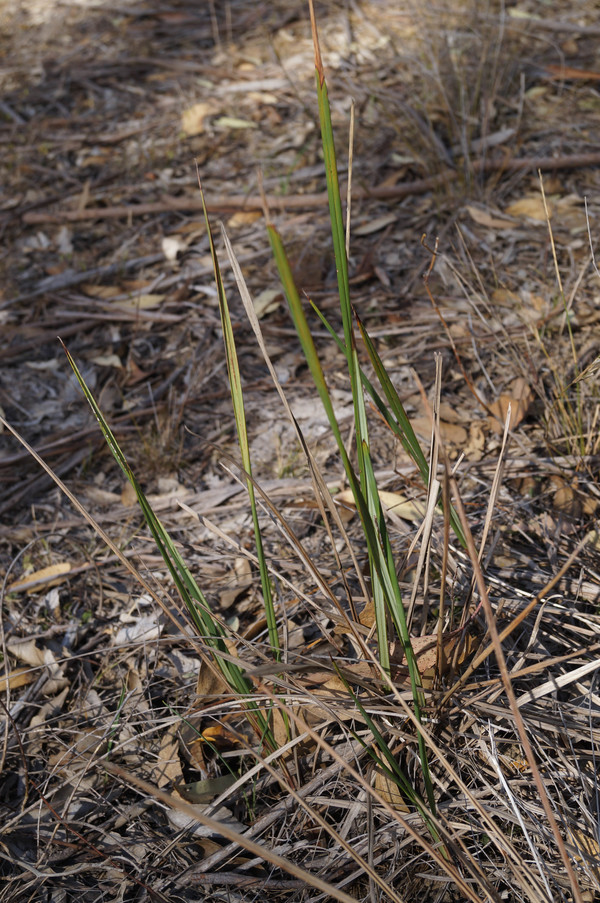 Black anther Flax lily MARSDENIA