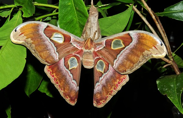 Atlas Moth Flickr Garrys1 26.01.2015