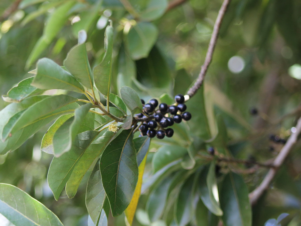 Litsea glutinosa fruit Flickr Edward Steven 20.12.2017