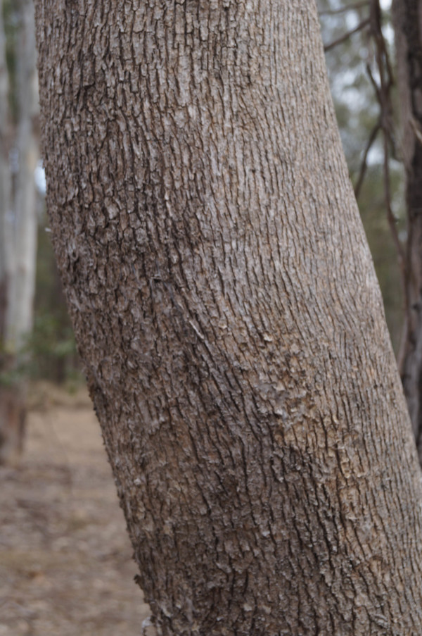 Eucalyptus moluccana