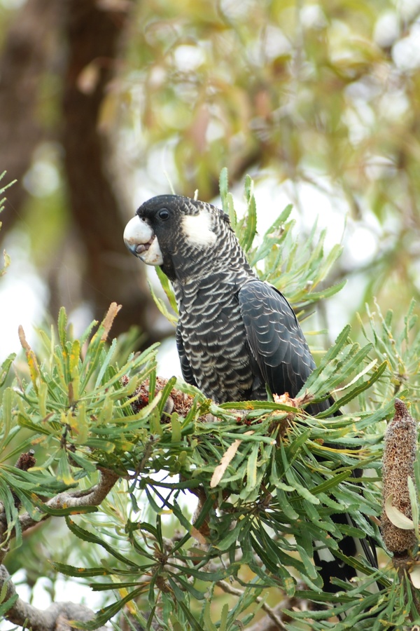 Food Banksia attenuata 2010 06 11 023 cropped R Johnstone