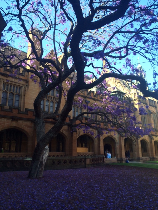 Jacaranda USYD