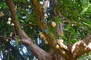 Nakavika (Malay Apple)