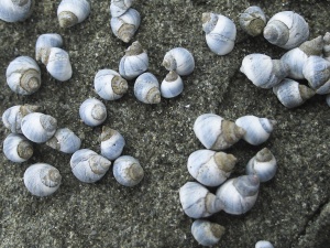 Blue Periwinkle
