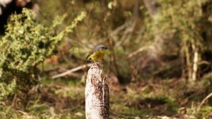 Eastern Yellow Robin