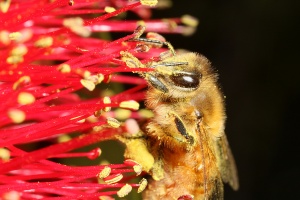 Honey Bee