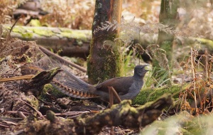 Superb Lyrebird