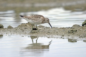Great Knot