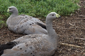 Cape Barren Goose