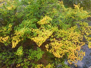 Fagus or Deciduous Beech/Cradle Mountain