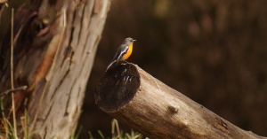 Flame Robin male