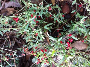 Ruby Saltbush