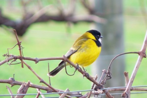 Golden Whistler