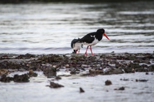 Australian Pied Oystercatcher