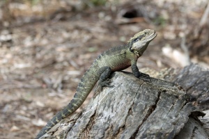 Australian Water Dragon