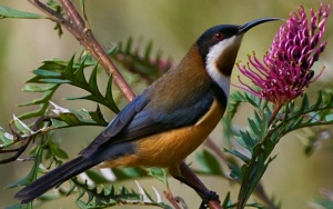 Eastern Spinebill