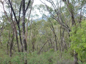 Grey Box NSW QLD