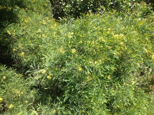 Golden Wattle