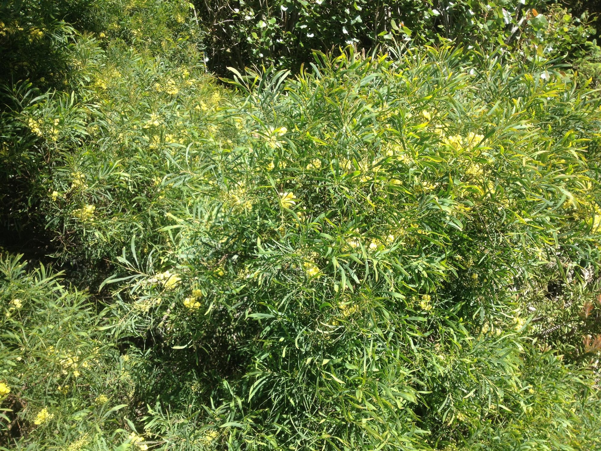 Golden Wattle - ClimateWatch Australia- Citizen Science App