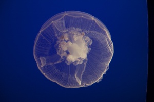 Moon Jelly