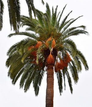Canary Island Date Palm