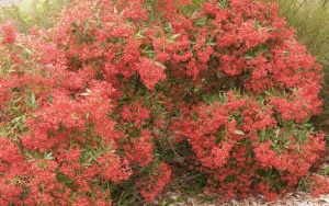 NSW Christmas Bush
