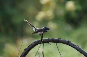 Grey Fantail