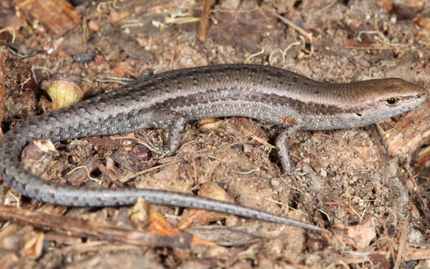Garden Skink Southern ClimateWatch Australia Citizen Science App