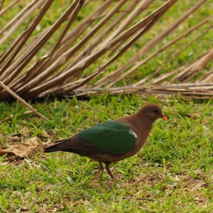 Sot Leg (Pacific Emerald Dove)