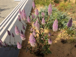 Purple Mulla Mulla