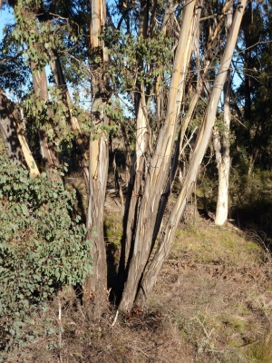 Mountain Swamp Gum