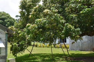 Mango tree