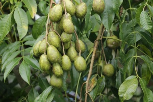 Naus (Polynesian vi-apple)