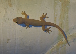 Asian House Gecko