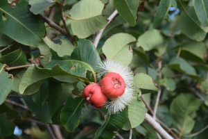 Lady Apple