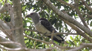 Channel-billed Cuckoo