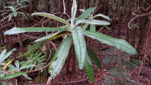 Blanket-leaf